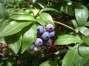 Blueberries and Gratitude