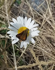 moth on flower_iona beach_sm